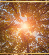 Concentration, Guidance, and Confidence: Keys to Awakening