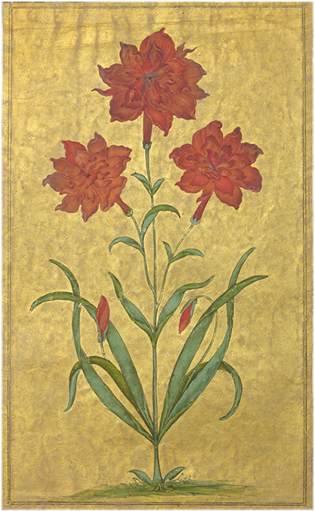 Carnation, Mughal miniature