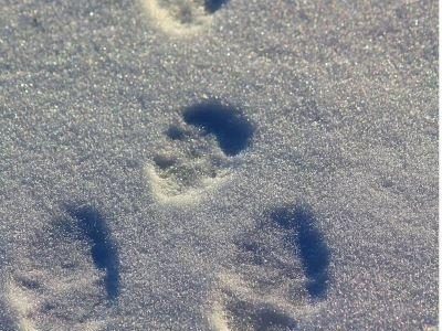The Spiritual Dimensions of Local Wildlife Tracking