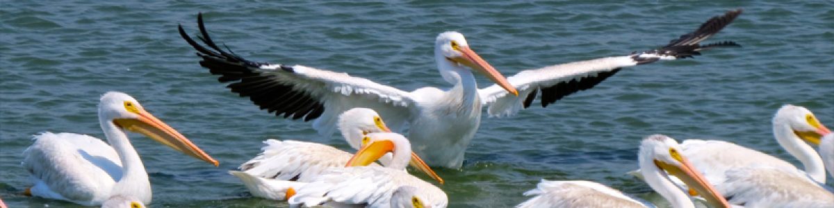 07 pelicans