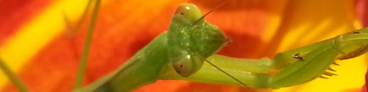 11 mantis