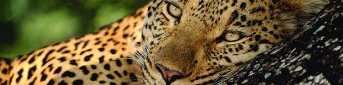 12 leopard
