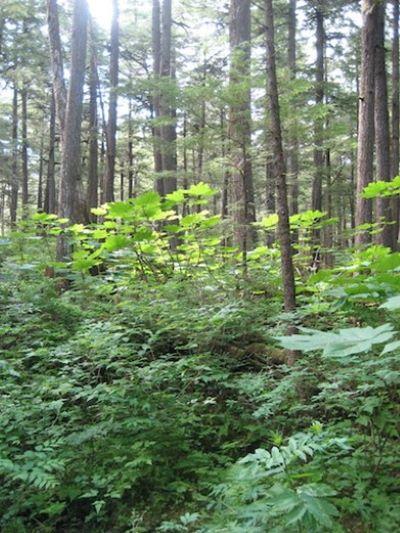 Deep Ecology Forest400