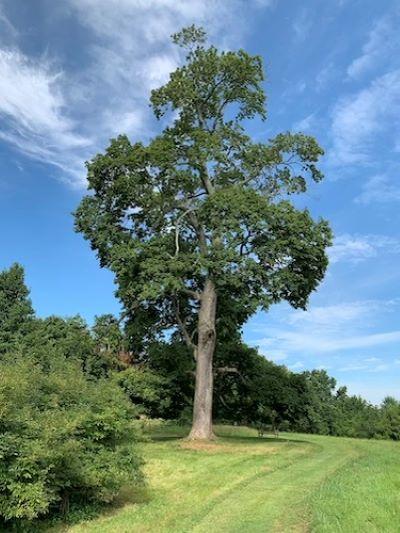 Deep Ecology Oak400