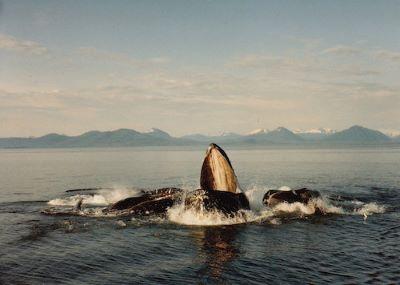 Deep Ecology Whale 400rsz