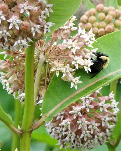 Milkweed bee