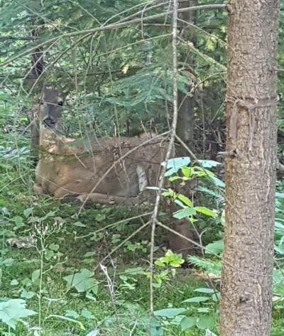 Place Deer 400