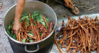 Plant medicine preparation