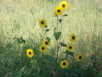 Sunflower2 400
