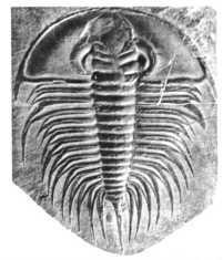 fossil