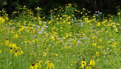 ojibw11wildflowers400 1