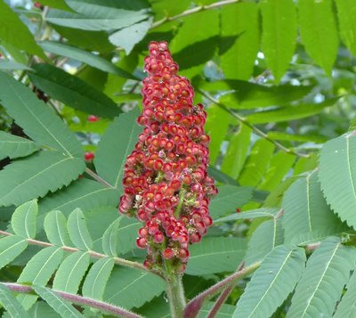 ojibw7sumac400